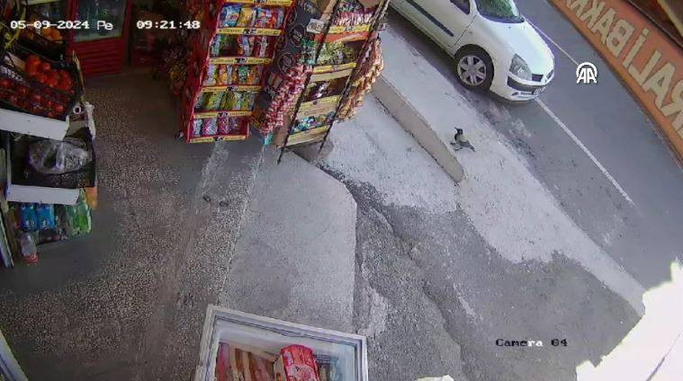 Bakkaldan cips çalan karga suçüstü yakalandı! Etrafı kolaçan etti paketi alıp kaçtı - Resim: 39